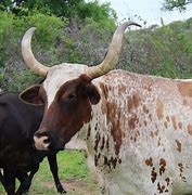 Image result for Nguni Cattle Bull