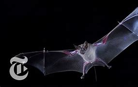 Image result for Bat Hunting Prey