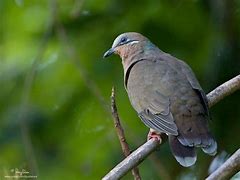 Image result for Phapitreron Columbidae