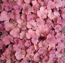 Bildergebnis für Heuchera Pink Panter