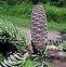 Image result for Abies balsamea Kiwi