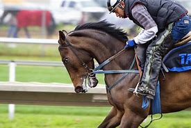 Image result for Pied Thoroughbred Horse