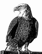 Image result for Black and White Bald Eagle Drawings