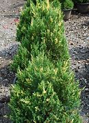 Image result for Juniperus chinensis Stricta