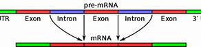 Image result for Introns Exons pre-mRNA