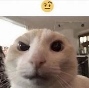 Image result for Raised Brow Cat Image Meme