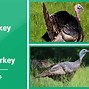 Image result for Turkey Terminology Chart