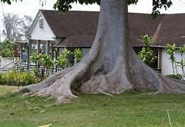 Image result for Biggest Tree Trunk in the World