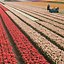 Image result for President Kennedy Picture in Tulips in Holland