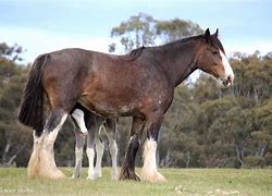 Image result for Horse Stud Female
