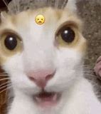 Image result for Cat Shell Shock Meme