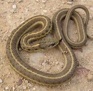 Image result for Terrestrial Garter Snake