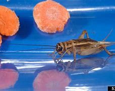 Image result for Tropical House Cricket