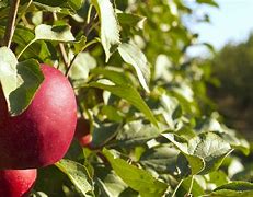 Image result for Washington State Apple Orchards