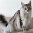 Image result for Household Cat
