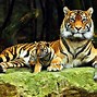 Image result for ipad pro wallpapers 4k wildlife