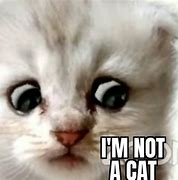 Image result for I AM Not a Cat Meme