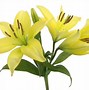 Image result for Lily Flower Clip Art Free
