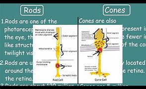 Image result for Rod and Cone Disc