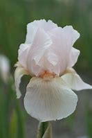 Image result for Iris germanica Constant Wattez