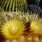 Image result for Golden Barrel Cactus