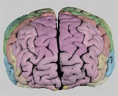 Image result for Human Brain Anatomy Book
