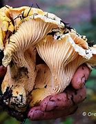 Image result for Edible Mushrooms of the Oregon
