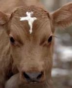 Image result for Priest Cow Meme