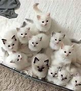 Image result for Lots of Kittens