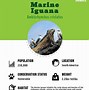 Image result for Marine Iguana Habitat