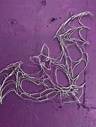 Image result for Sleeping Bat On a Wall