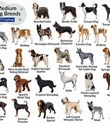 Image result for Medium SizeD dog Breeds