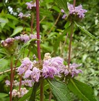 Image result for Phlomis tuberosa Amazona