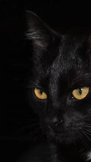 Image result for Black Cat Aesthetic Wallpaper