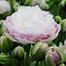 Image result for Tulipa Double Surprise