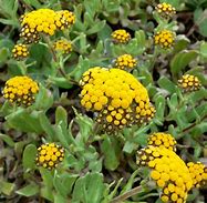 Image result for Helichrysum heldreichii