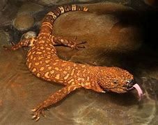 Image result for Most Poisonous Lizard