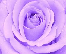 Image result for Pastel Color Floral Background