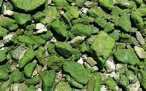 Image result for Pebble Up