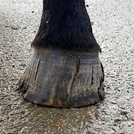 Image result for Bad Horse Hoof