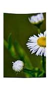 Image result for Wildflower Photography