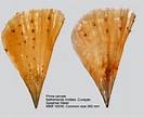 Afbeeldingsresultaten voor Pinna carnea Anatomie. Grootte: 133 x 108. Bron: www.marinespecies.org