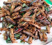 Image result for Cricket Insect Food