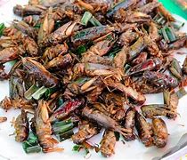 Image result for Cricket Insect Food