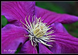 Image result for Large Four Petal Purple Clematis