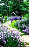 Image result for Path with Purple and Pink Flowerws