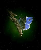 Image result for Blue Butterfly Flower