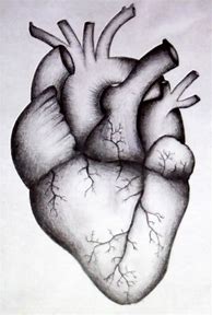Image result for Beautiful Human Heart Drawings