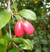 Image result for Syzygium
