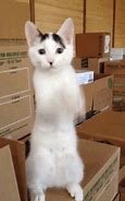 Image result for Moving Cat Memes